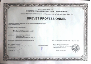 Diplôme brevet professionnel