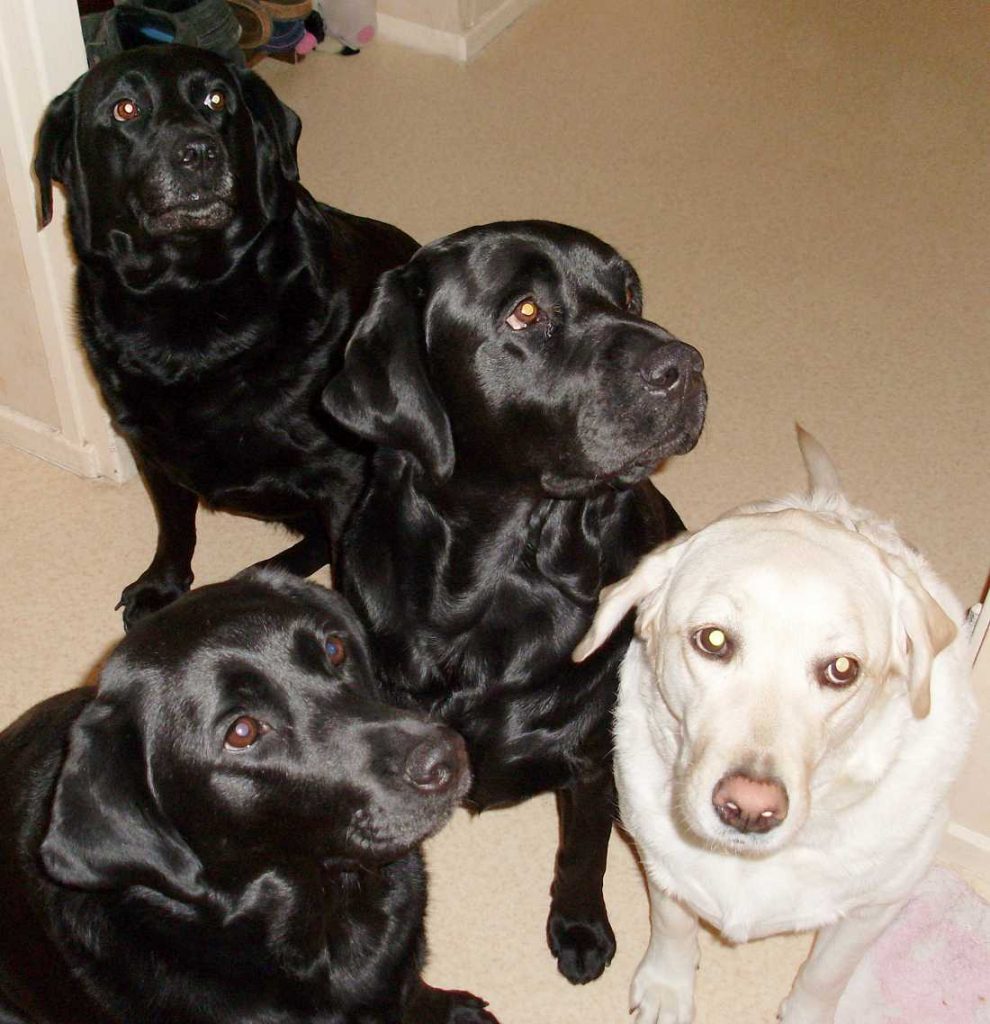 Photo chien à l'origine de Keila'Educ