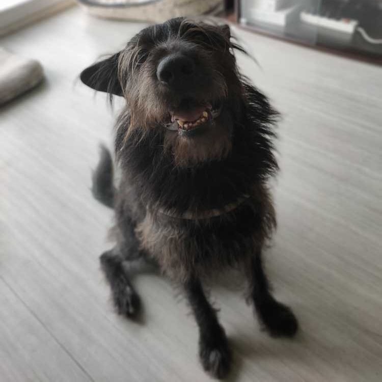 Photo Chien bilan comportemental