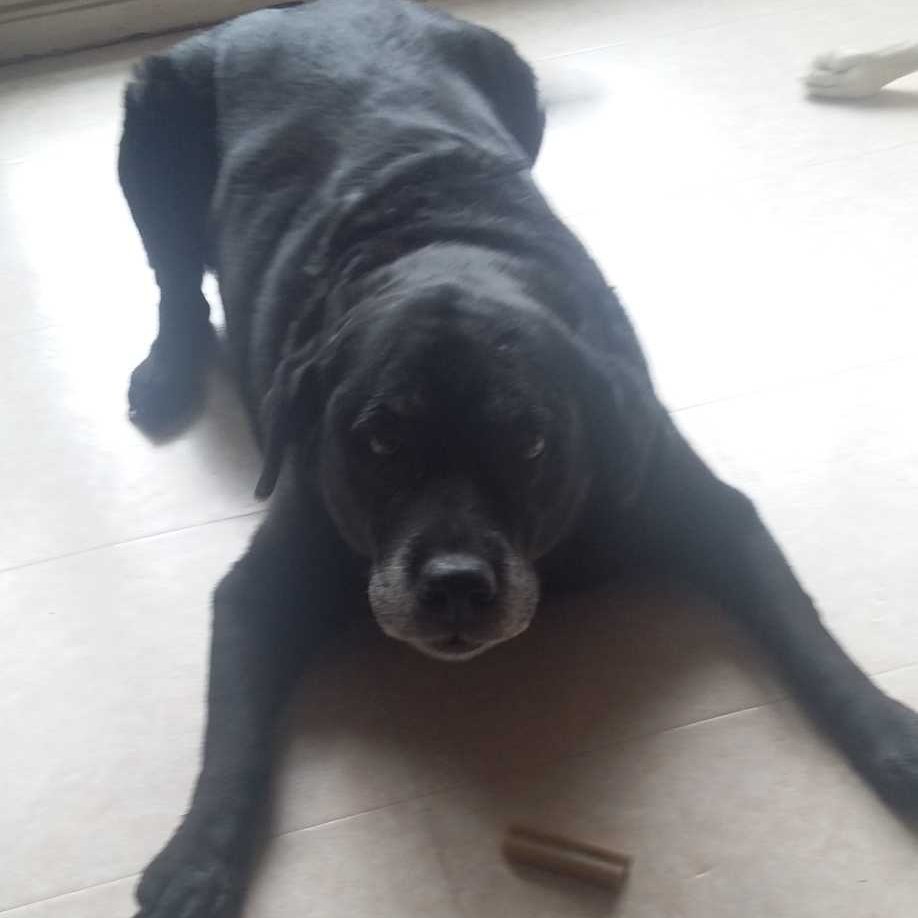 photo chien couché